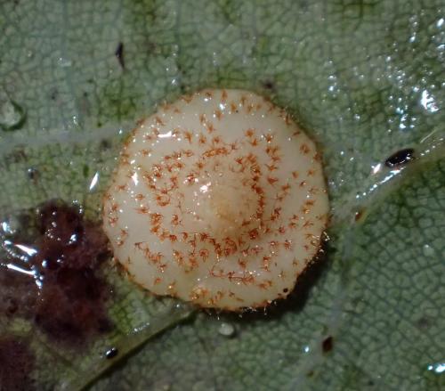 Réf. 218 048 : Neuroterus quercusbaccarum